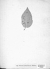 Cronartium pini image